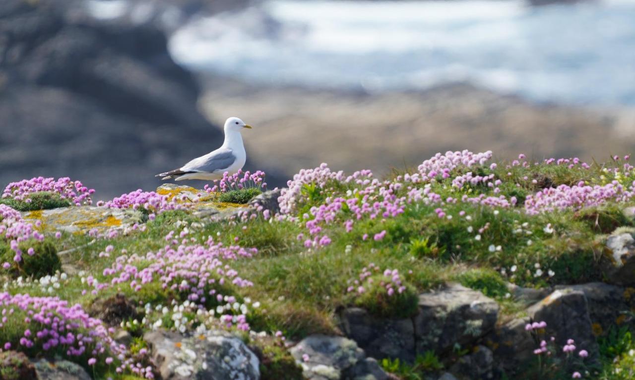 Meadow Cottage Belmullet Buitenkant foto